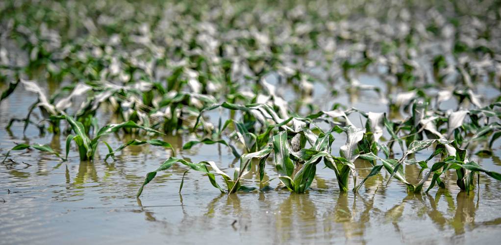 Corn sits in standing water after a field was flooded off Aqua Vitae  Road in Hadley in July.