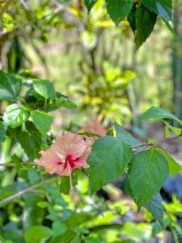 Barney’s Flower and Hummingbird Garden in Jamaica.
