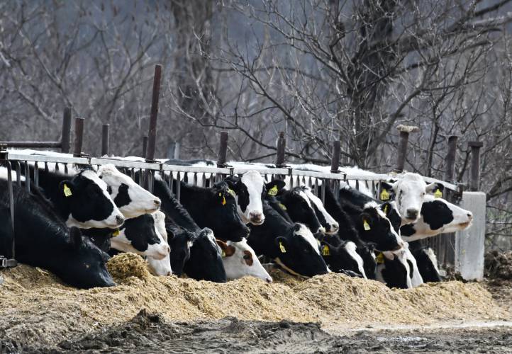 Cows line up to eat fresh silage laid out for them at Bar-Way Farm in Deerfield.