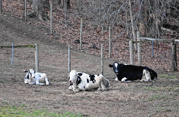 Three bovines rest in a Montague pasture on a mild winter day.