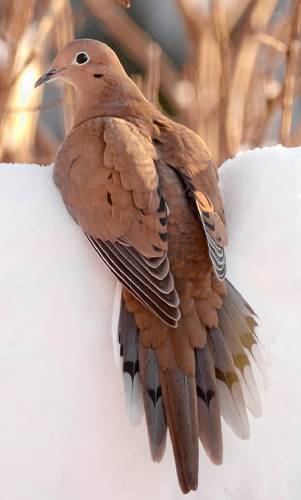 This photo of a mourning dove sitting on a snowbank shows the gorgeous details of the tail, which is not often obvious. Now imagine 40 of these birds visiting your feeders all at the same time.