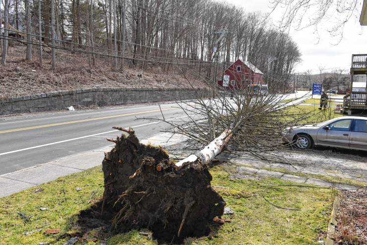 This tree toppled over on Deerfield Street in Greenfield amid high winds on Monday, taking down secondary power lines and telephone and cable lines. The road was closed while utility crews responded.