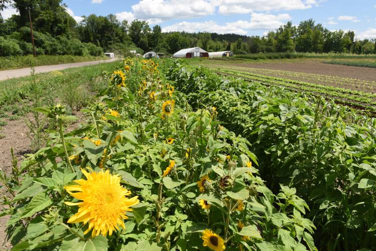 Crops growing at Just Roots farm in Greenfield. Crops growing at Just Roots farm in Greenfield.