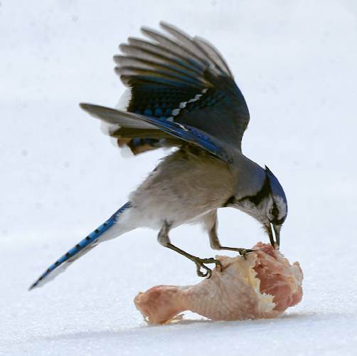 A blue jay was seen scavenging on a piece of raw chicken that I had initially intended for a red-tailed hawk. Blue jays are classic omnivores and will take advantage of any food that they find. A blue jay was seen scavenging on a piece of raw chicken that I had initially intended for a red-tailed hawk. Blue jays are classic omnivores and will take advantage of any food that they find.