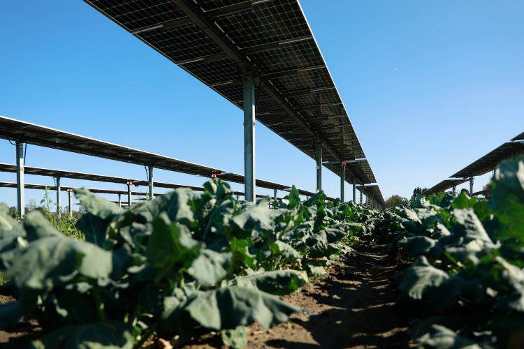 Solar panels line rows of broccoli in a field in Hadley.