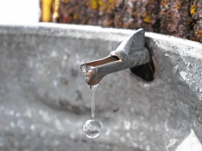 Maple sap drips into a bucket at Williams Farm Sugarhouse in Deerfield on Friday amid warm days and cold nights.