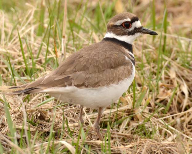 With a bright white breast, black rings on the neck and forehead, and large lustrous eyes, the killdeer is difficult to confuse with any other bird in our area. Note how easily the bird can blend in with the dead grasses. With a bright white breast, black rings on the neck and forehead, and large lustrous eyes, the killdeer is difficult to confuse with any other bird in our area. Note how easily the bird can blend in with the dead grasses.