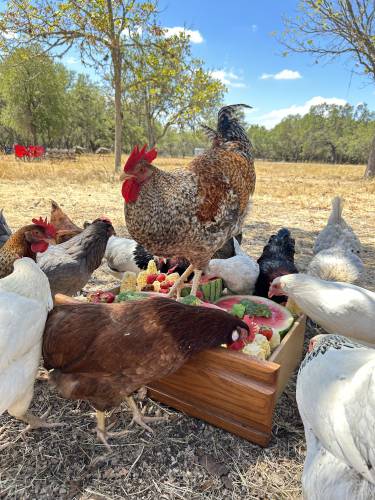 Chickens feed on fruit on the Winding Branch Ranch in Bulverde, Texas on Aug. 3, 2023. Gifting a pet as a surprise at the holidays is widely not recommended.