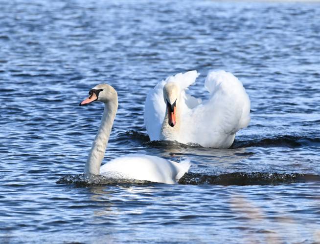 Spring is in the air as this mute swan pursues another with either amorous or territorial intentions on Barton Cove in Turners Falls. 