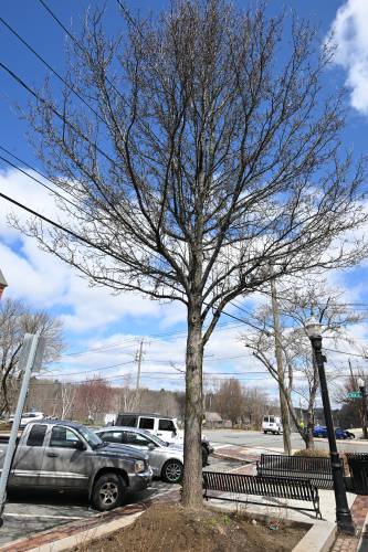 Ash trees along Avenue A in Turners Falls north of Third Street. 