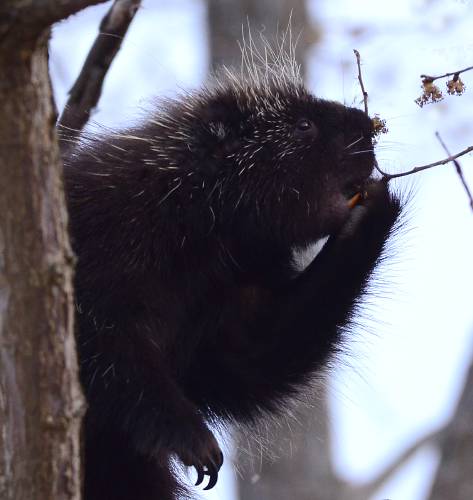 This photo shows the porcupine’s sharp quills, its famously orange teeth, and its large and powerful claws for climbing trees.