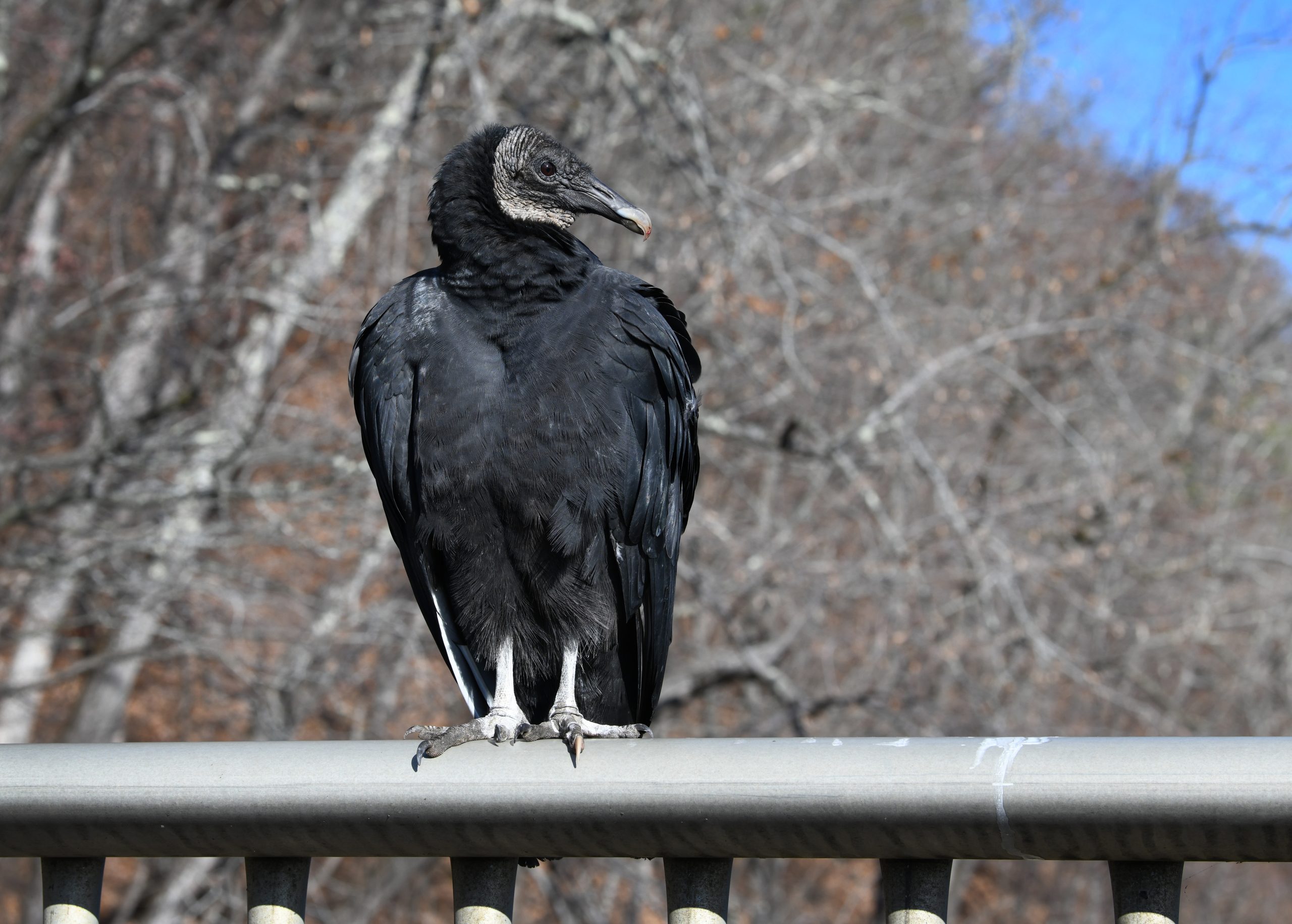 PHOTOS: A perch with a view - Greenfield Recorder