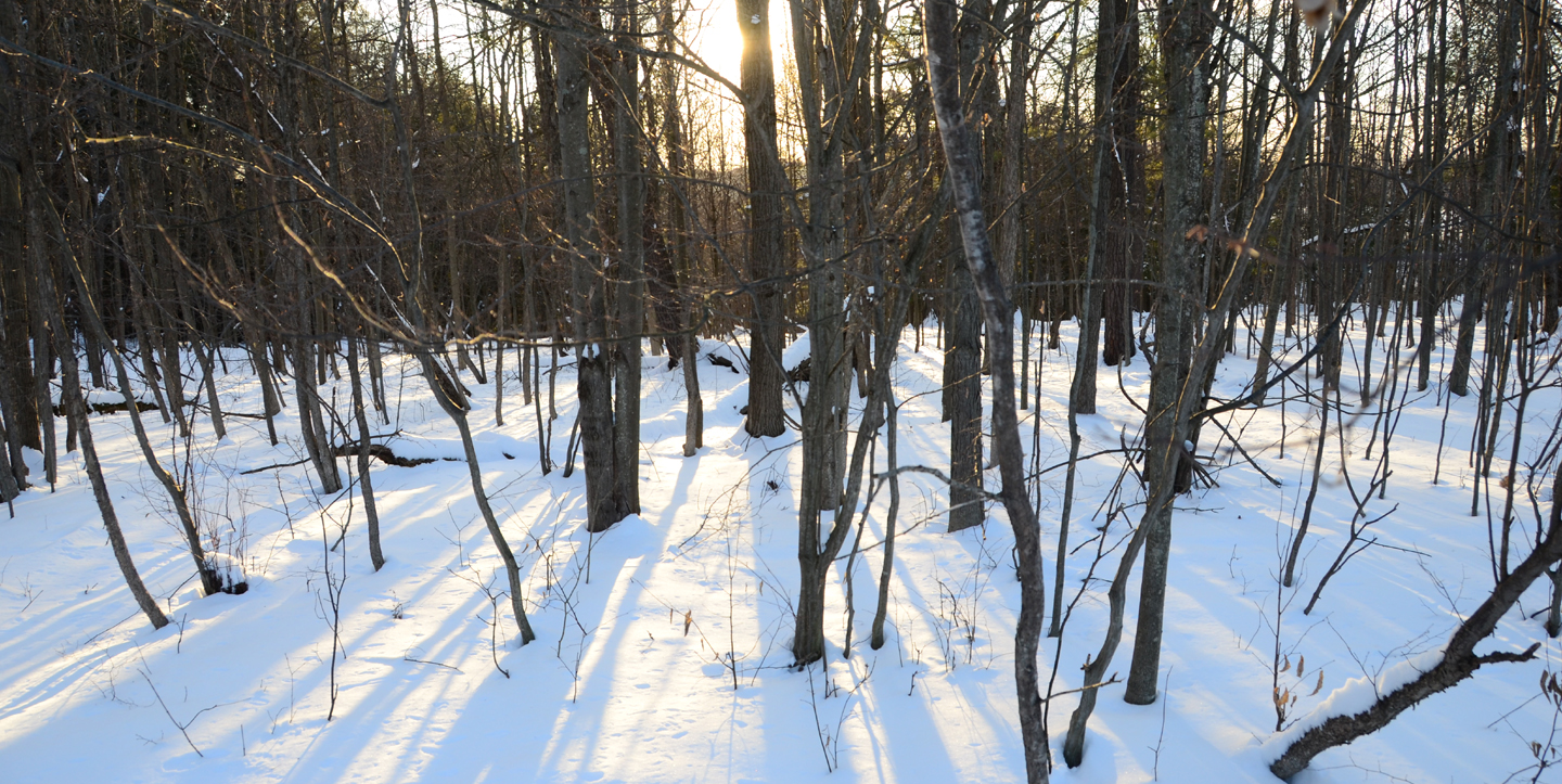 Speaking of Nature: ‘Snowmageddon’: How do birds survive in the winter?