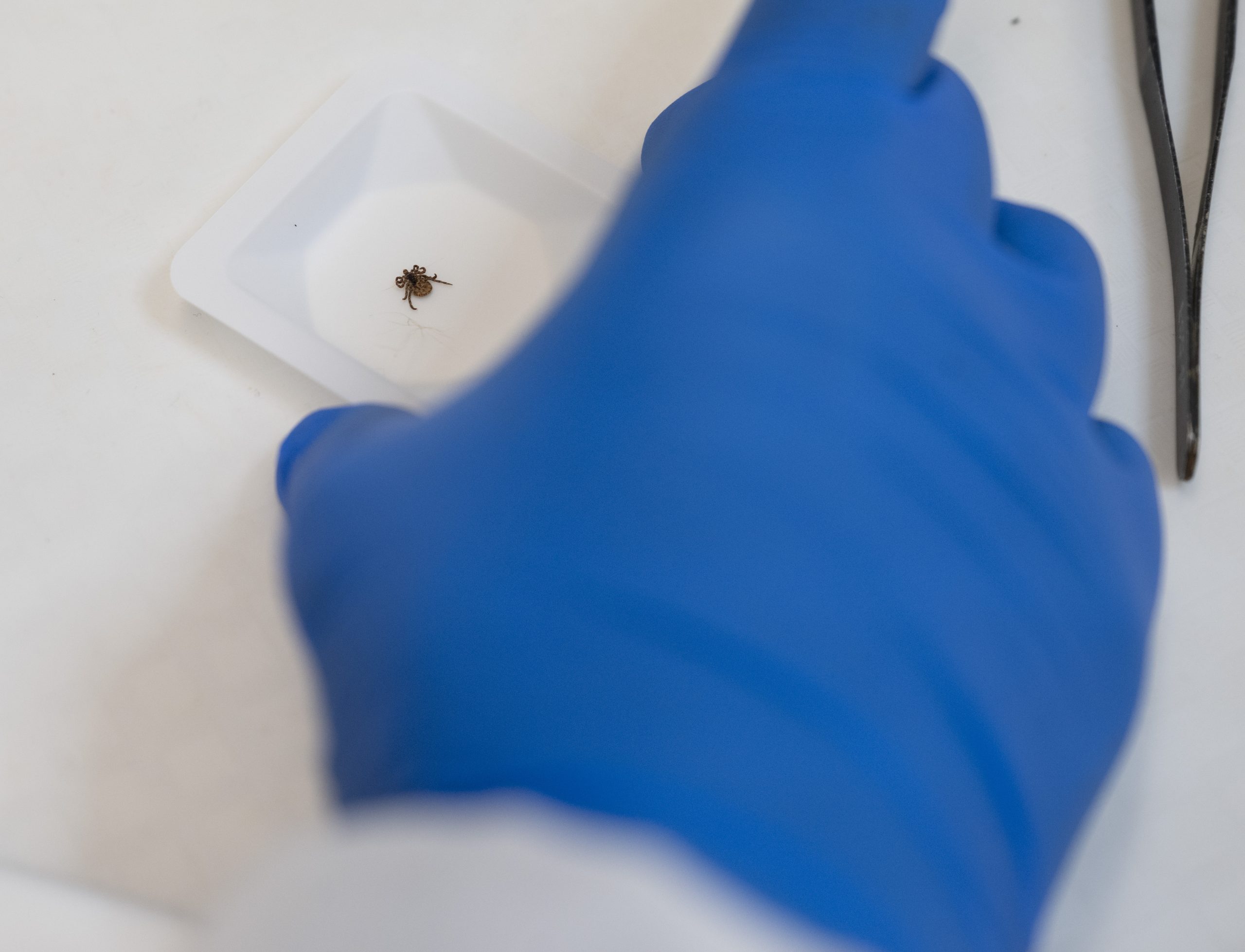 What tick tests can — and can't — tell you