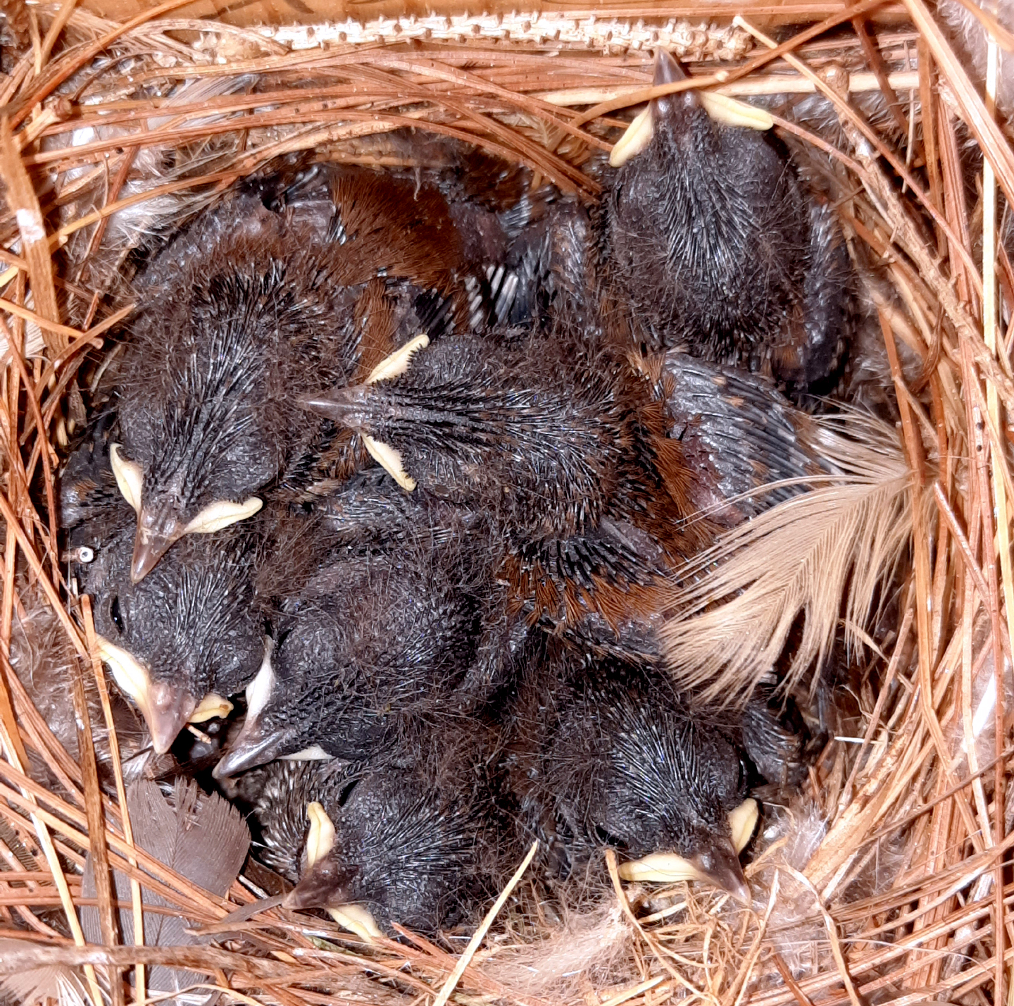Speaking of Nature: Rendezvousing with the wren family: Revisiting my noisy, adorable backyard neighbors for a nest update