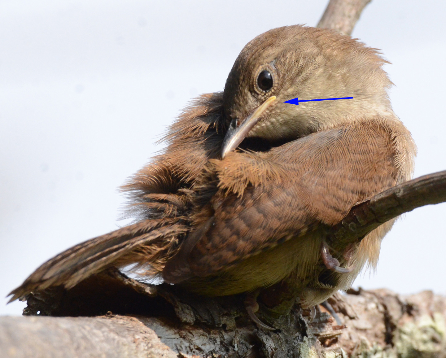 Speaking of Nature: The wren-ing champions: By popular demand, one final look inside the nest box