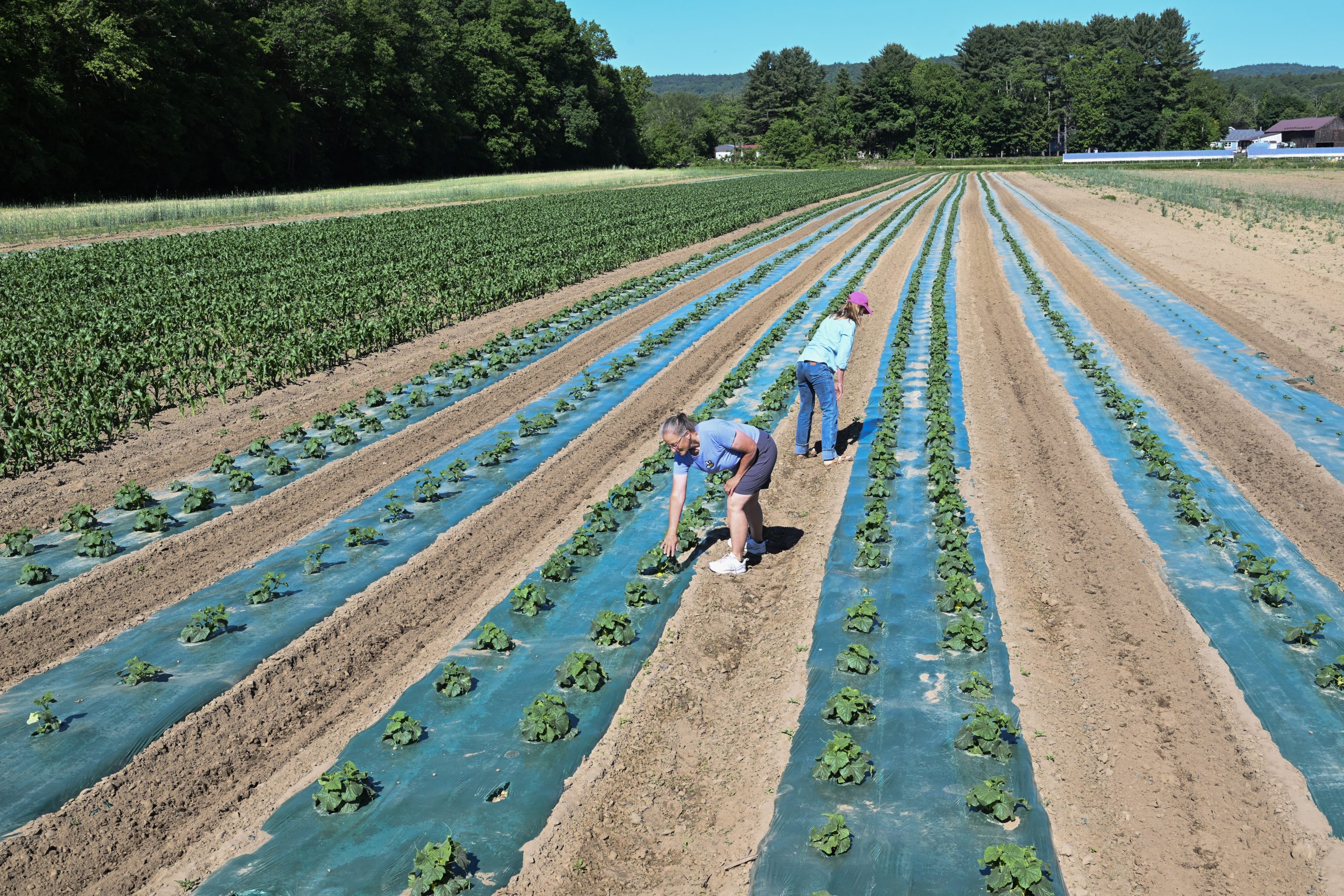Valley Bounty: CISA Local Hero Award winner Golonka Farm prepares for 70th summer in Whately
