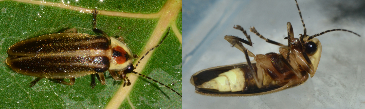 Speaking of Nature: Watching sparks fly: The brilliant, yet deadly truth behind summer's favorite bugs