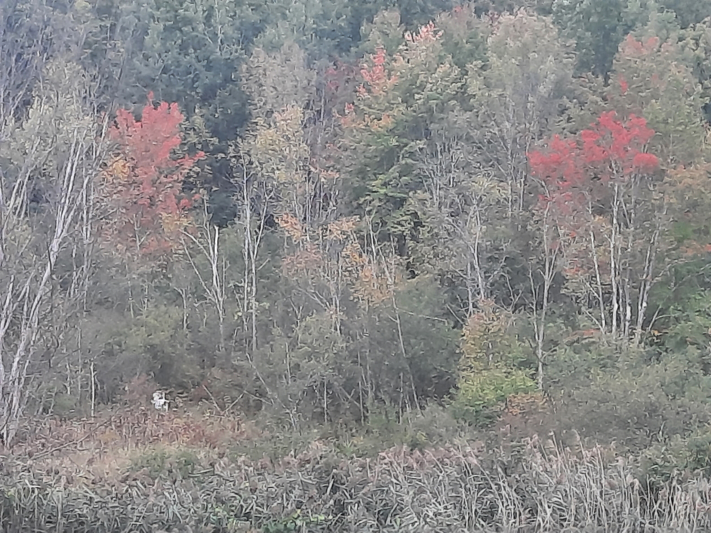Speaking of Nature: A pale white dot: A longing look down at the Thinking Chair - Greenfield Recorder